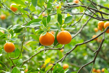 Tangerine trees with two tangerines in focused