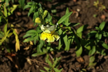 Beautiful background with a red flower and green plants in the park
