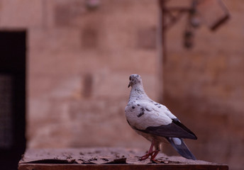 Pigeons in one of Cairo's houses