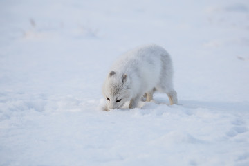 Lis polarny na pierwszym jesiennym sniegu © blackspeed