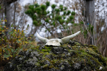 Obraz premium Cráneo vikingo posado sobre una roca