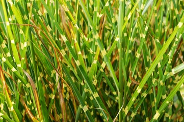 Interesting green grass and bushes in the wild and garden