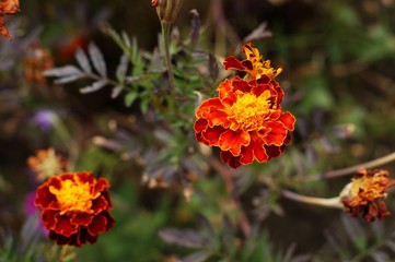 Yellow and red flower in the garden shined at sun
