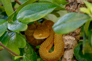 Bush Viper Snake in Tree