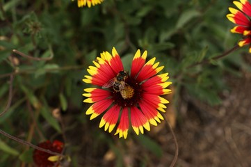 Yellow and red flower in the garden shined at sun