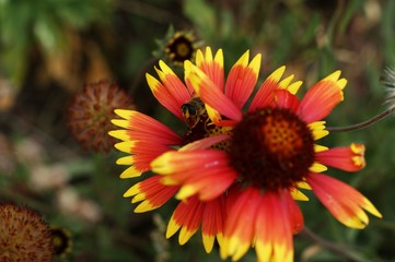 Yellow and red flower in the garden shined at sun