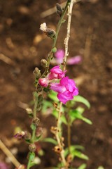 Close up of Blue Columbine wildflower growing