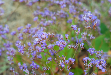 Floral background with small purple flowers. Amazing wildflowers.