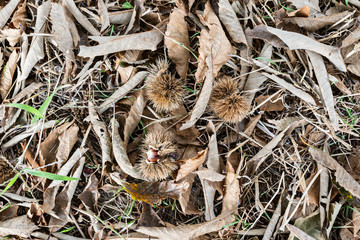 Chestnuts in autumn