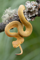 Bush Viper Snake in Tree