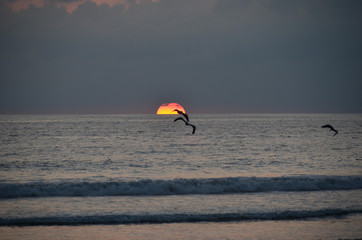Bird at sunset at ocean