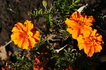 Yellow and red flower in the garden shined at sun