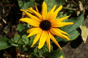 Yellow and red flower in the garden shined at sun