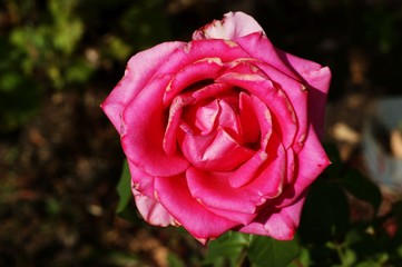 Beautiful background with a red flower and green plants in the park
