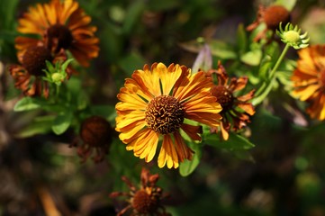 Yellow and red flower in the garden shined at sun