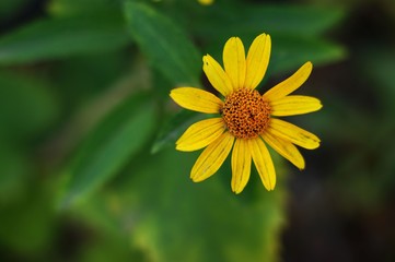 Yellow and red flower in the garden shined at sun