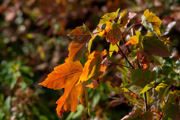 Various orange, red, yellow, and green maple leaves with the vibrant sun shining through the leaves. Natural turning autumn foliage colors at a park during the Fall season. Some have small holes.