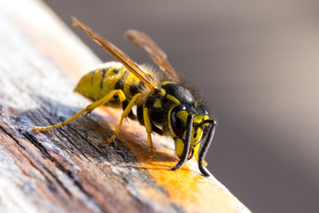 Fototapeta wasp on a wooden surface obraz