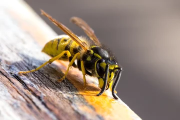 Foto op Plexiglas wasp on a wooden surface © agrus