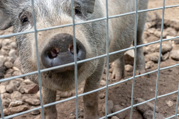 Obraz premium Black cute pig with a black snout nose behind the metal mesh fence in the country farm