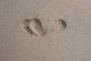 Fototapeta na wymiar A large adult left foot print in the soft sand. The print is deep in the beige sand isolating the toes, heel and ball of the foot.