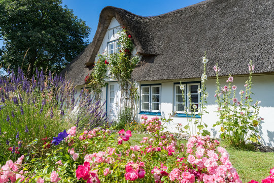 Bl&uuml;hende Blumen und Stockrosen vor einem Friesenhaus