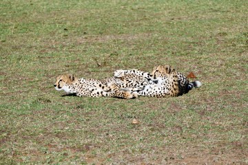 Kenyan cheetah sisters playing