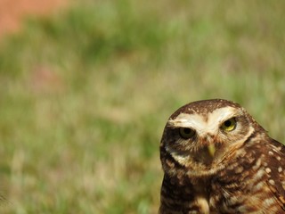 Close-up of a burrowing owl looking straight ahead on a sunny and bright day. In the background, unfocused green vegetation.