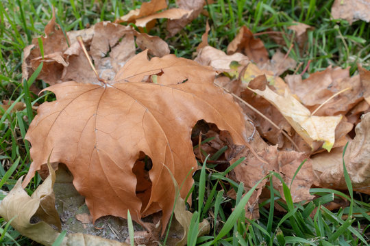 Dry fallen leaves, foliage close up on a lavn needed to be cleaned, gardening and autumn cleaning concept