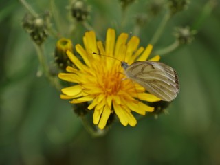 Schmetterling auf Löwenzahnblüte