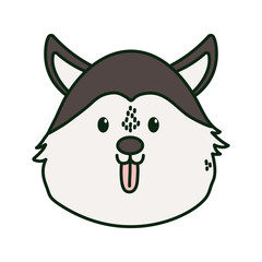 cute dog siberian head on white background