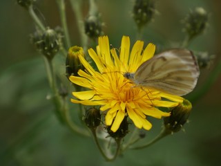 Insekt auf Löwenzahnblüte