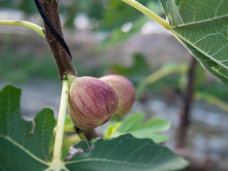 fig tree in japan