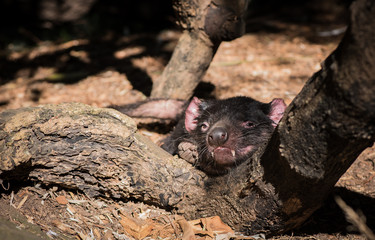  Tasmanian devil