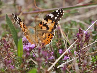 Schmetterling in der Pflanze