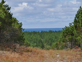 Fototapeta na wymiar Dünen und Wald vor Ostsee in Litauen