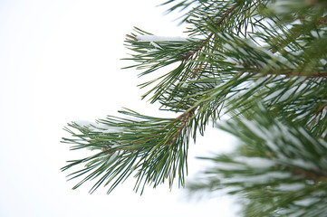 Close-up_Snow-covered conifer branches_white background_by jziprian