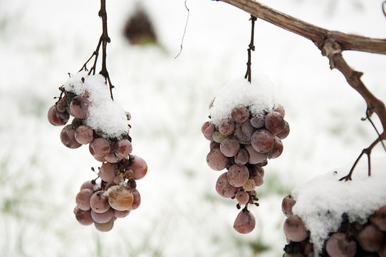 Close-up_overripe wine grapes hanging snow-covered_by jziprian
