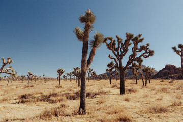 Dead Tree in Desert: Joshua Tree National Park