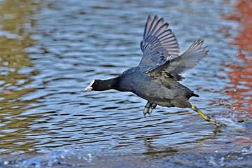 水面を疾走するオオバン