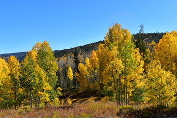 Obraz premium Colorado yellow and orange aspen