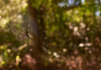 spider web in native palm forest