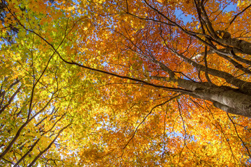 北海道の紅葉