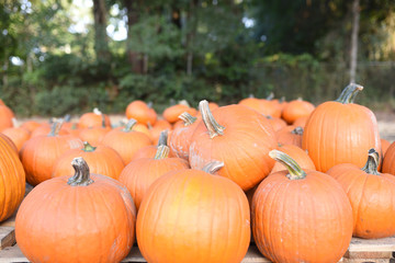 Pumpkins at the pumpkin patch waiting to be sold