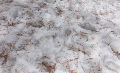foorprints in Durty snow with dead pine spikes, Nevada