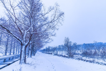 一生に一度は雪のメタセコイア並木を見に行こう！