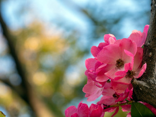 pink flowers in the garden