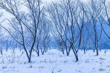 一生に一度は雪のメタセコイア並木を見に行こう！