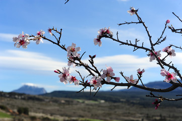 Fiori rosa su ramo ancora spoglio, i primi accenni di primavera
