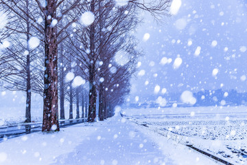 一生に一度は雪のメタセコイア並木を見に行こう！